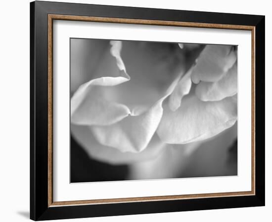 Petal Closeup I-Nicole Katano-Framed Photo