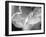 Petal Closeup I-Nicole Katano-Framed Photo