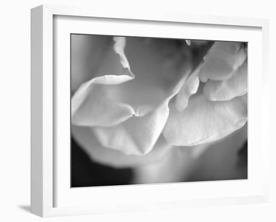 Petal Closeup I-Nicole Katano-Framed Photo