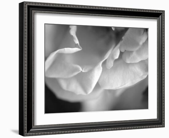 Petal Closeup I-Nicole Katano-Framed Photo