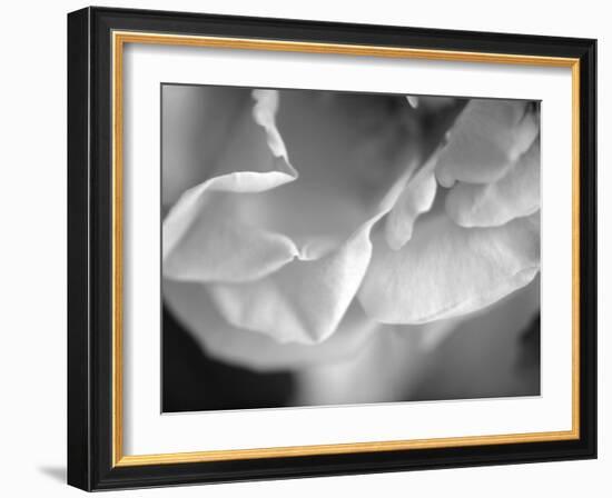 Petal Closeup I-Nicole Katano-Framed Photo