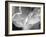 Petal Closeup I-Nicole Katano-Framed Photo