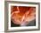 Petal Closeup I-Nicole Katano-Framed Photo