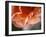 Petal Closeup I-Nicole Katano-Framed Photo