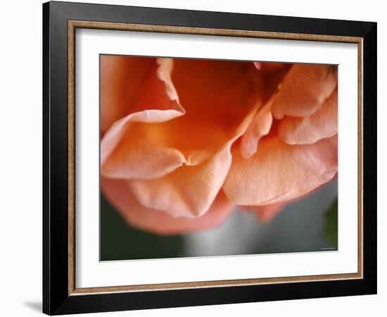 Petal Closeup I-Nicole Katano-Framed Photo