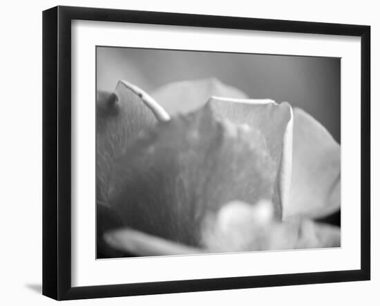 Petal Closeup II-Nicole Katano-Framed Photo