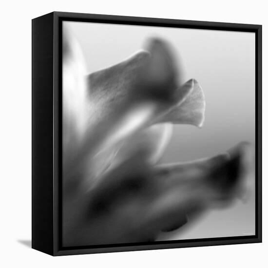 Petal Closeup III-Nicole Katano-Framed Stretched Canvas