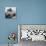 Petal Closeup III-Nicole Katano-Photo displayed on a wall