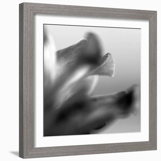 Petal Closeup III-Nicole Katano-Framed Photo