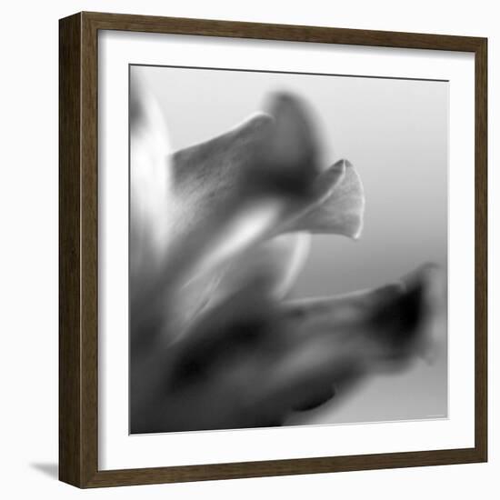 Petal Closeup III-Nicole Katano-Framed Photo