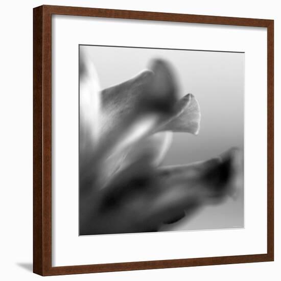 Petal Closeup III-Nicole Katano-Framed Photo