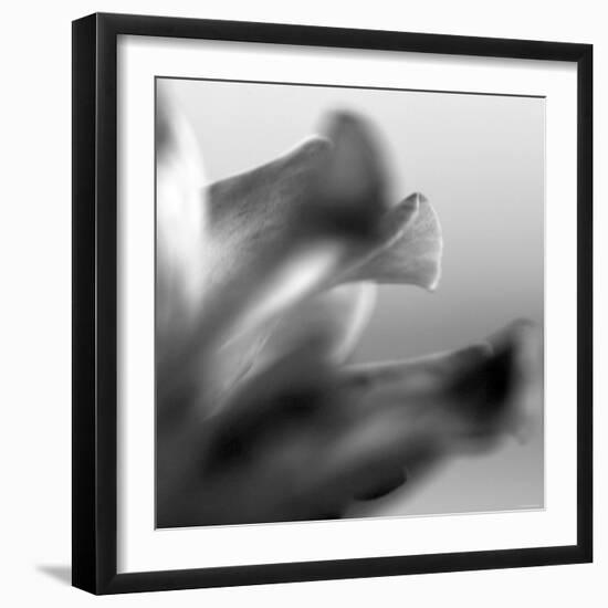 Petal Closeup III-Nicole Katano-Framed Photo