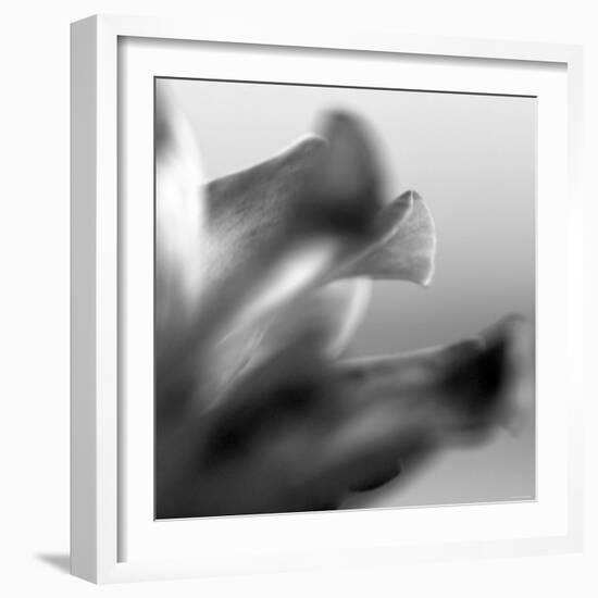 Petal Closeup III-Nicole Katano-Framed Photo