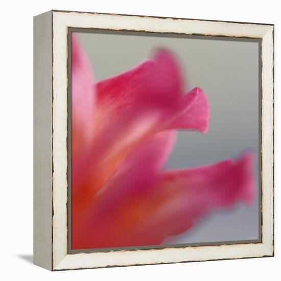 Petal Closeup III-Nicole Katano-Framed Stretched Canvas