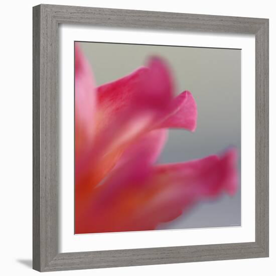 Petal Closeup III-Nicole Katano-Framed Photo