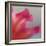 Petal Closeup III-Nicole Katano-Framed Photo