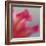 Petal Closeup III-Nicole Katano-Framed Photo