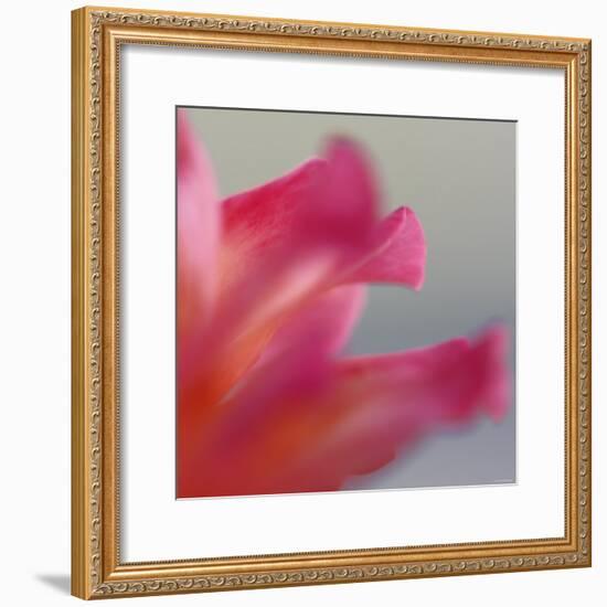 Petal Closeup III-Nicole Katano-Framed Photo