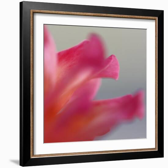 Petal Closeup III-Nicole Katano-Framed Photo