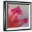 Petal Closeup III-Nicole Katano-Framed Photo