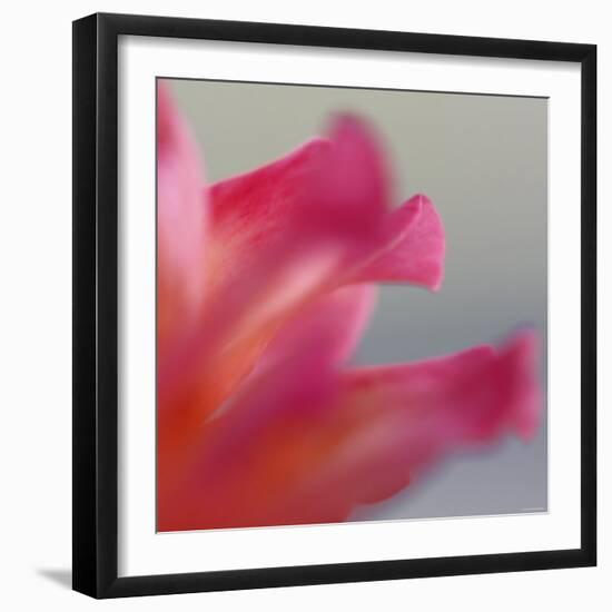 Petal Closeup III-Nicole Katano-Framed Photo