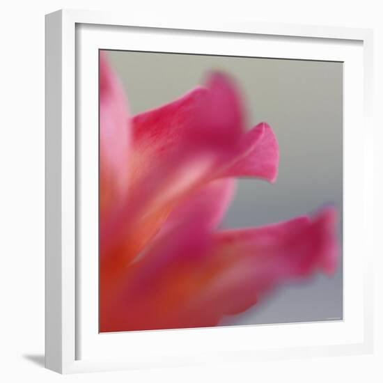 Petal Closeup III-Nicole Katano-Framed Photo