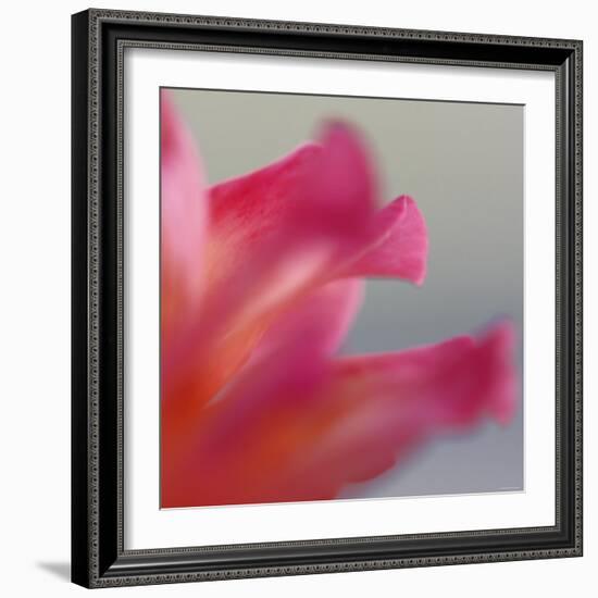 Petal Closeup III-Nicole Katano-Framed Photo