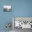Petal Closeup IV-Nicole Katano-Mounted Photo displayed on a wall