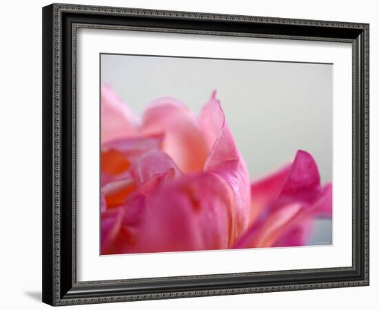 Petal Closeup IV-Nicole Katano-Framed Photo