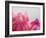 Petal Closeup IV-Nicole Katano-Framed Photo