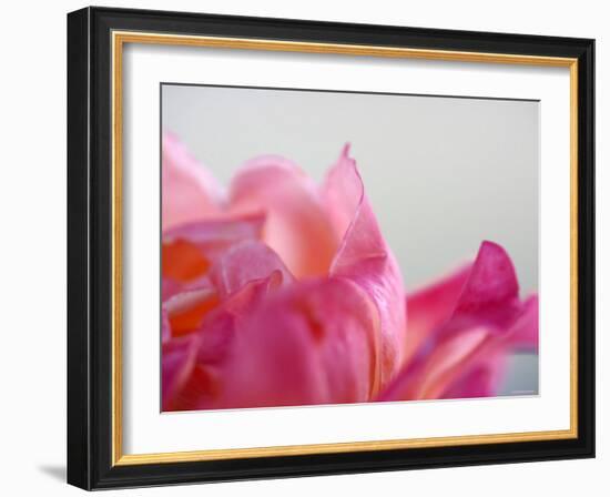 Petal Closeup IV-Nicole Katano-Framed Photo