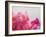 Petal Closeup IV-Nicole Katano-Framed Photo