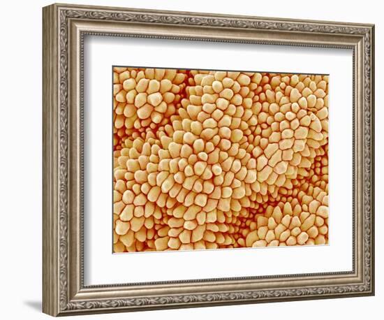 Petal of a Figwort-Micro Discovery-Framed Photographic Print