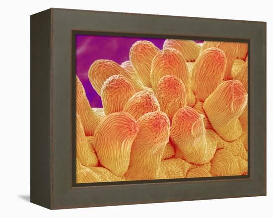 Petal of Chrysanthemum Flower-Micro Discovery-Framed Premier Image Canvas