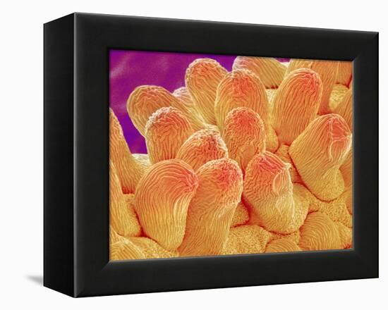 Petal of Chrysanthemum Flower-Micro Discovery-Framed Premier Image Canvas