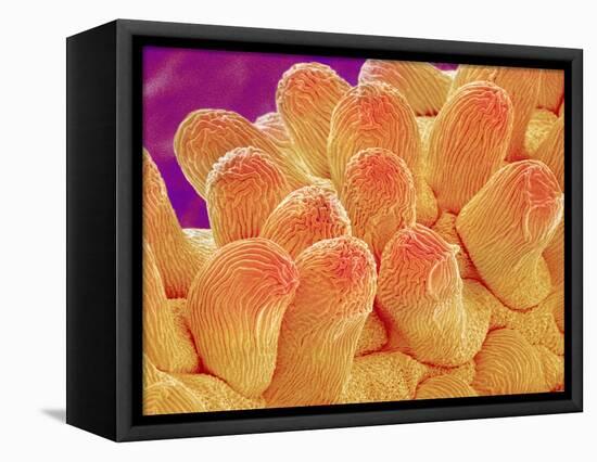 Petal of Chrysanthemum Flower-Micro Discovery-Framed Premier Image Canvas