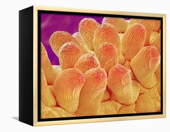 Petal of Chrysanthemum Flower-Micro Discovery-Framed Premier Image Canvas