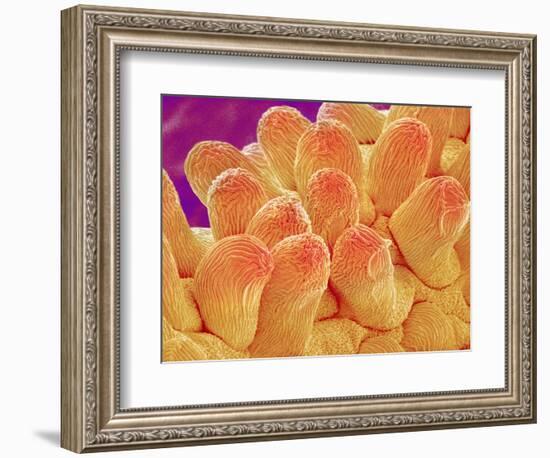 Petal of Chrysanthemum Flower-Micro Discovery-Framed Photographic Print