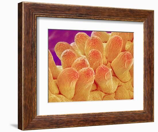 Petal of Chrysanthemum Flower-Micro Discovery-Framed Photographic Print