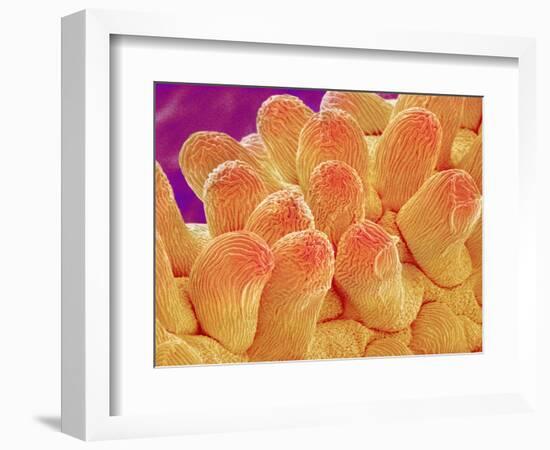 Petal of Chrysanthemum Flower-Micro Discovery-Framed Photographic Print