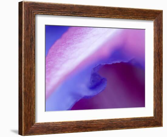 Petal Pattern-Nancy Rotenberg-Framed Photographic Print