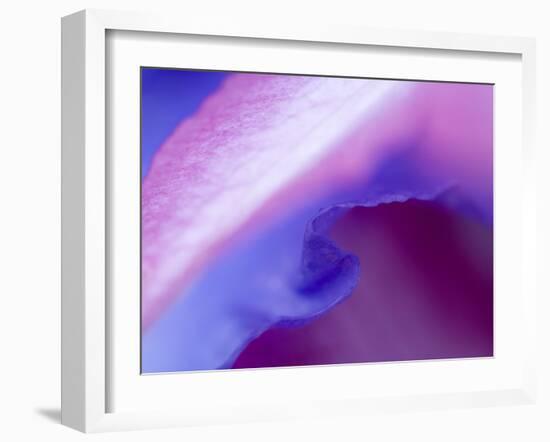 Petal Pattern-Nancy Rotenberg-Framed Photographic Print