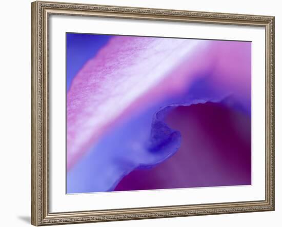 Petal Pattern-Nancy Rotenberg-Framed Photographic Print