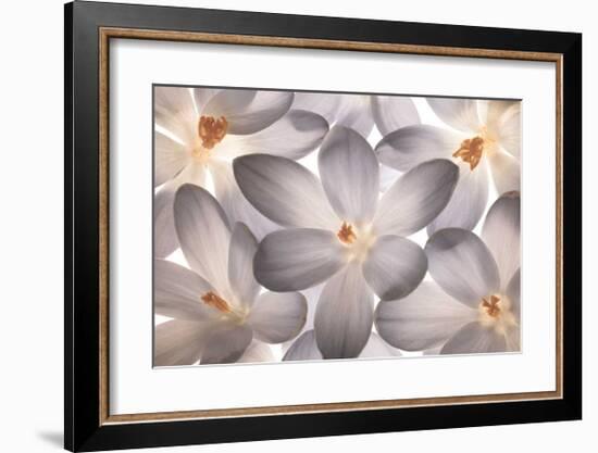 Petal Perfect-Assaf Frank-Framed Giclee Print