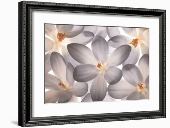 Petal Perfect-Assaf Frank-Framed Giclee Print