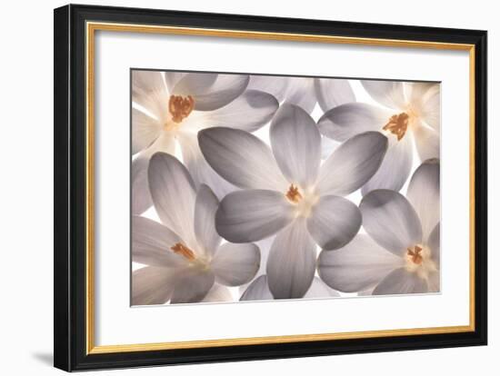 Petal Perfect-Assaf Frank-Framed Giclee Print