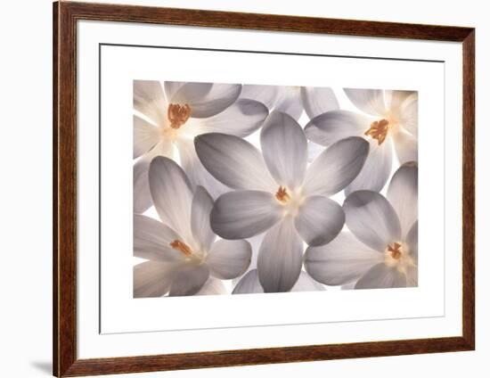 Petal Perfect-Assaf Frank-Framed Giclee Print