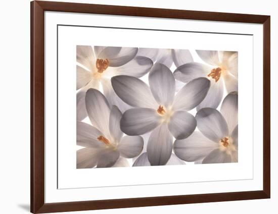 Petal Perfect-Assaf Frank-Framed Giclee Print