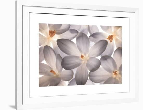 Petal Perfect-Assaf Frank-Framed Giclee Print