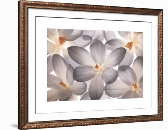 Petal Perfect-Assaf Frank-Framed Giclee Print